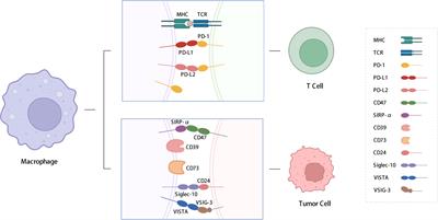 Targeting immune checkpoints on tumor-associated macrophages in tumor immunotherapy